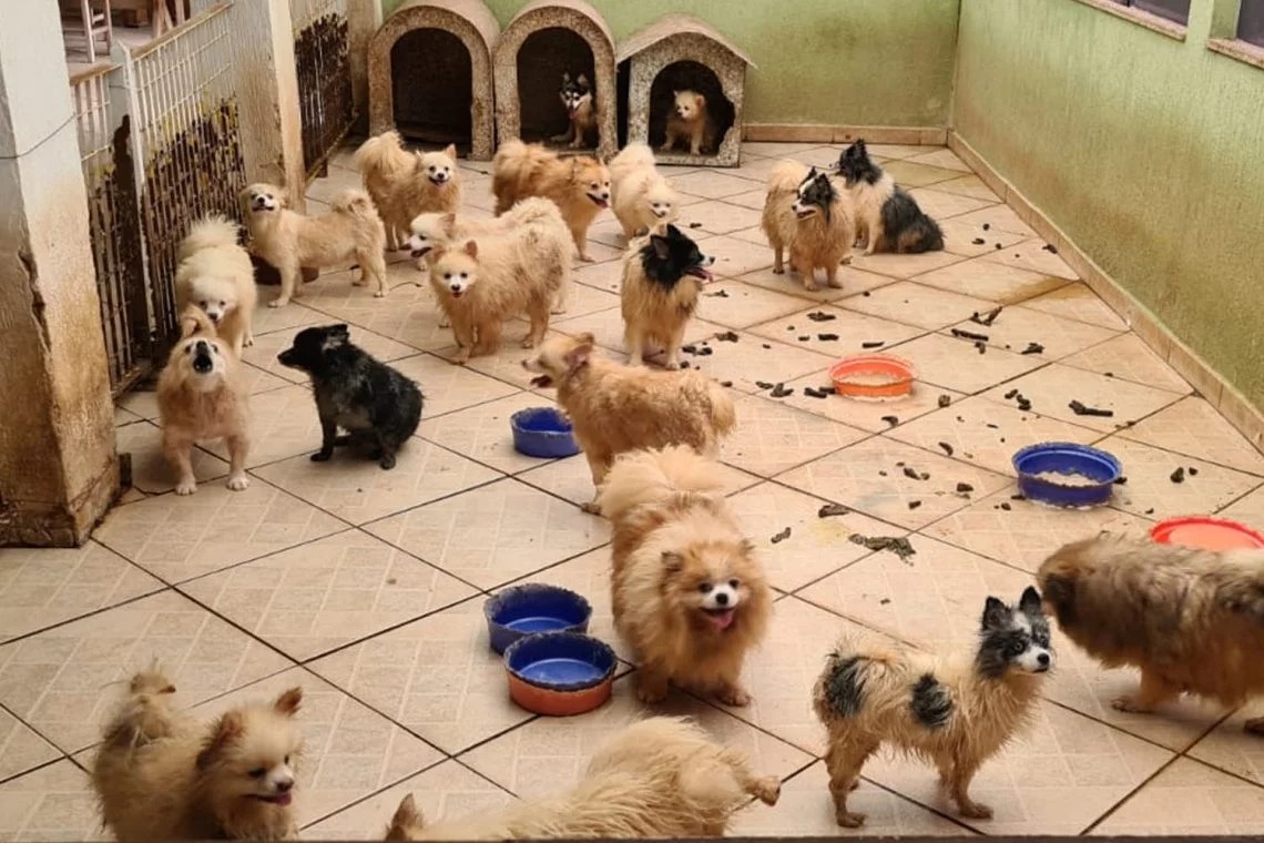 Cães Lulu da Pomerânia são resgatados por maus-tratos