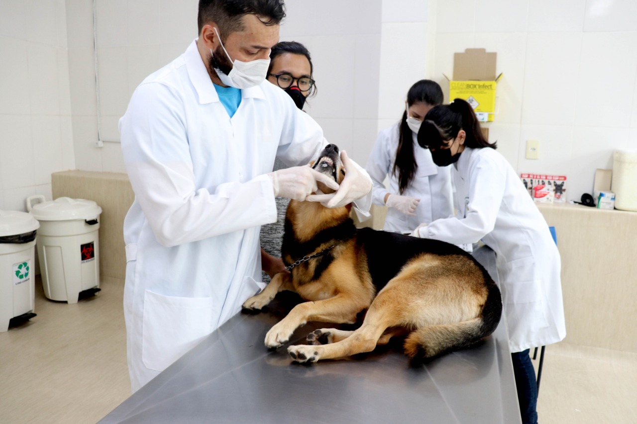 Saiba como prevenir seu pet de doenças sexualmente transmissíveis
