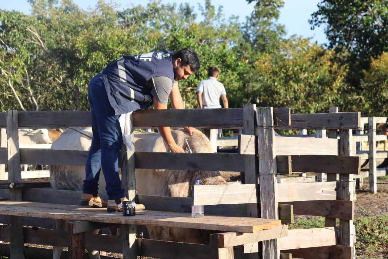 Amazonas prorroga primeira etapa da campanha contra Febre Aftosa