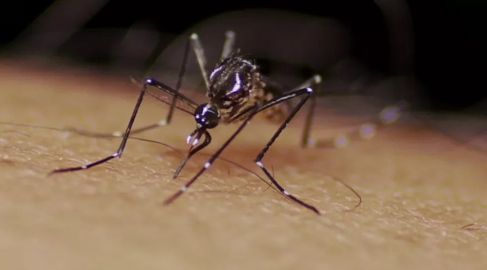 Brasil vive surto de dengue e casos se igualam aos de todo o ano de 2021