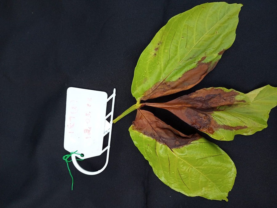 Novo fungo descoberto pode afetar açaizeiros no Amazonas, diz Embrapa