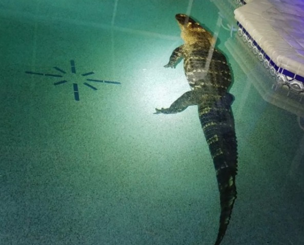 Família encontra crocodilo de 3 metros em piscina 