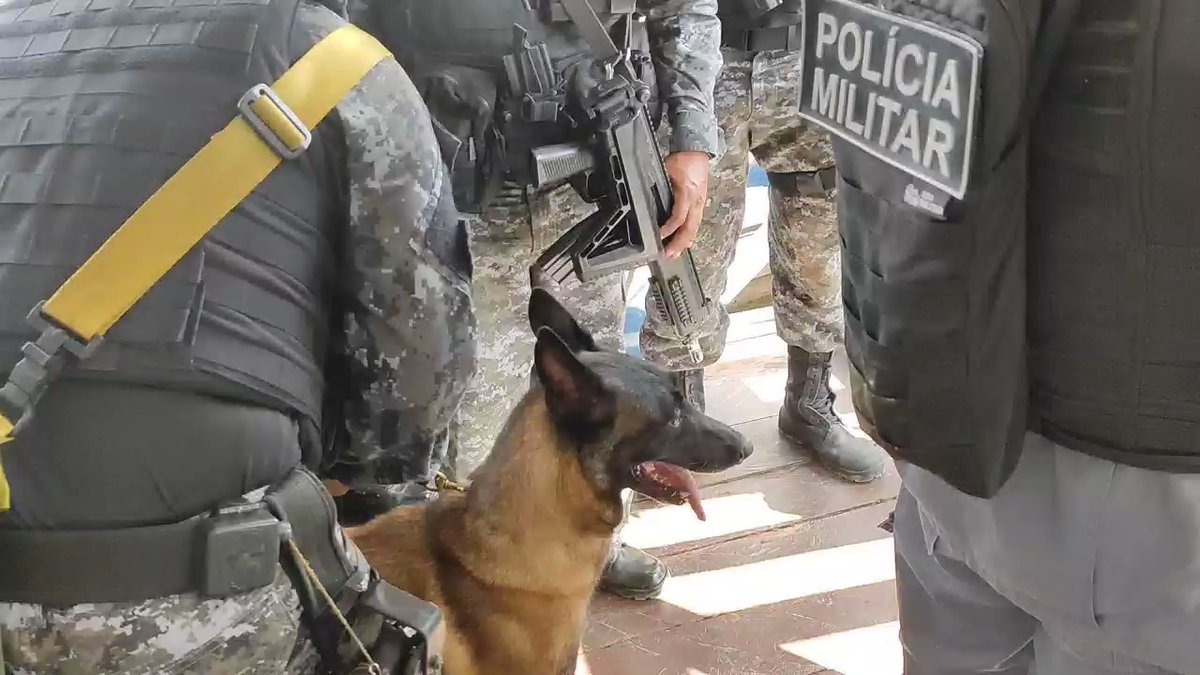 Cadela farejadora vai ajudar nas buscas por Dom e Bruno no Amazonas