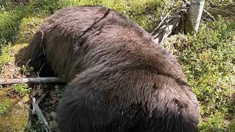 Caçador atira em urso e acaba morto com o crânio esmagado pelo animal