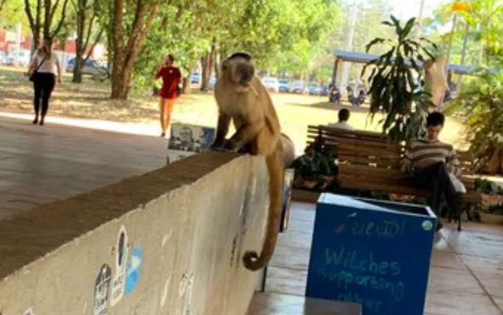 Macacos são flagrados bebendo cerveja e fumando em bosque; veja vídeo