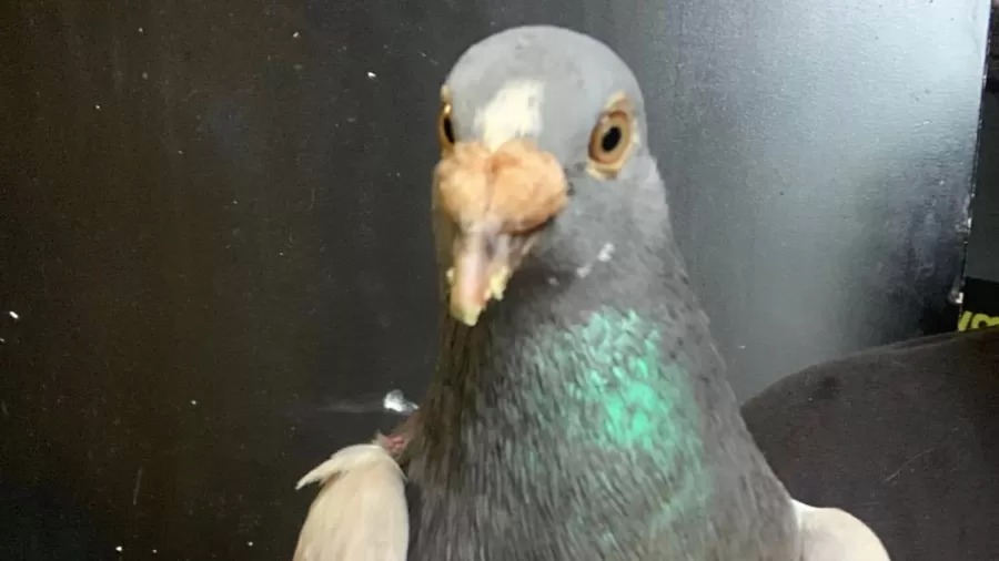 Pombo-correio erra caminho de casa e vai parar nos EUA por engano