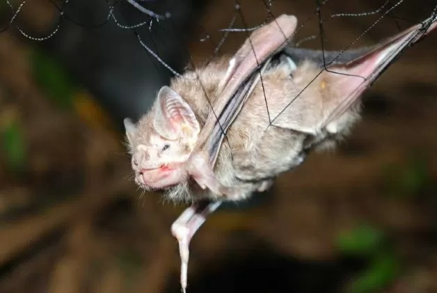 Moradores são atacados por morcegos-vampiros em comunidade no Pará