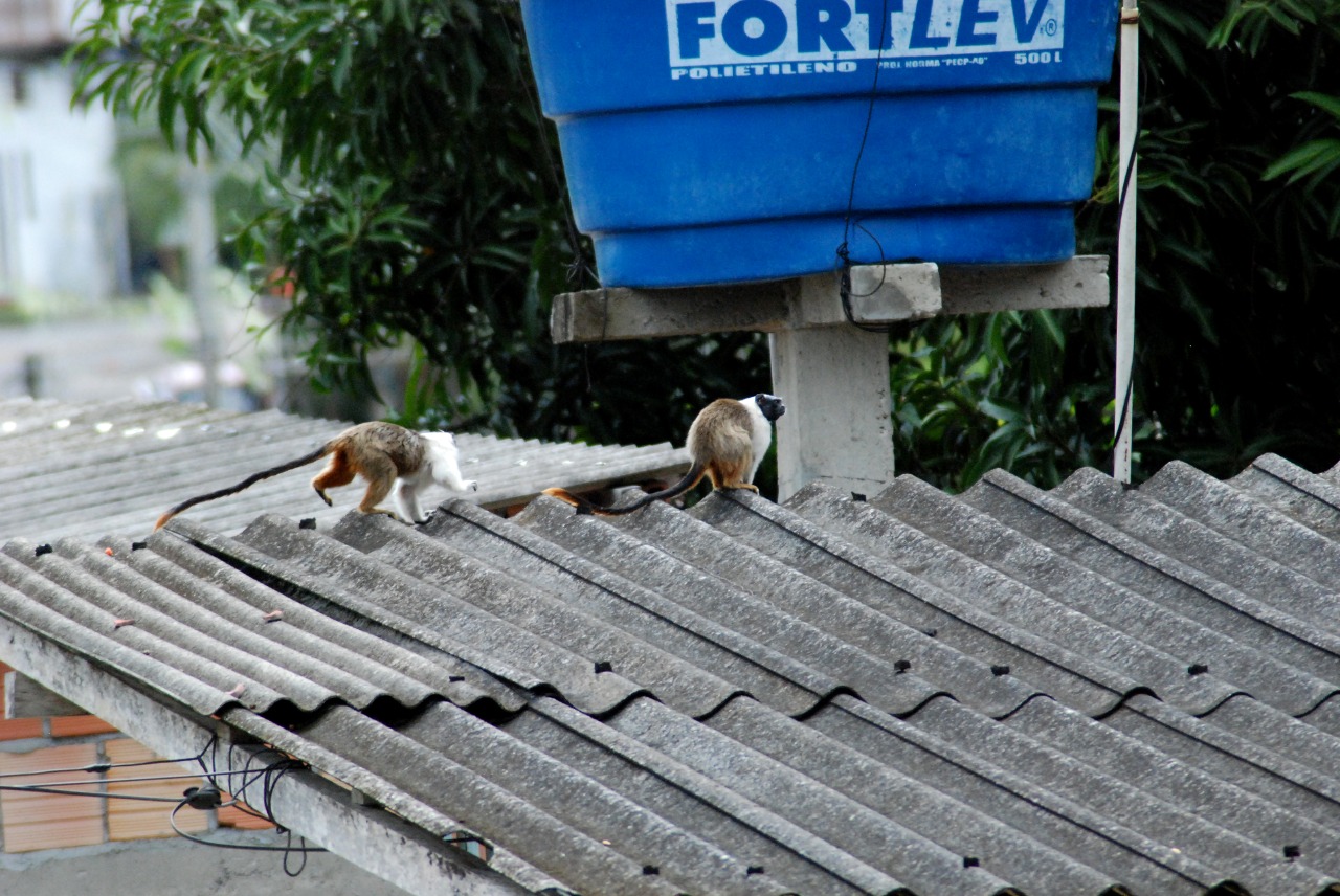 Pesquisa analisa a distribuição geográfica e saúde do sauim-de-coleira