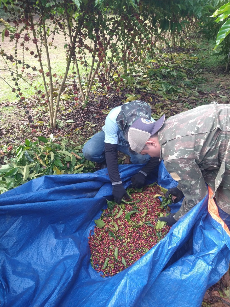 Estudo avalia o desempenho produtivo da cafeicultura no Amazonas