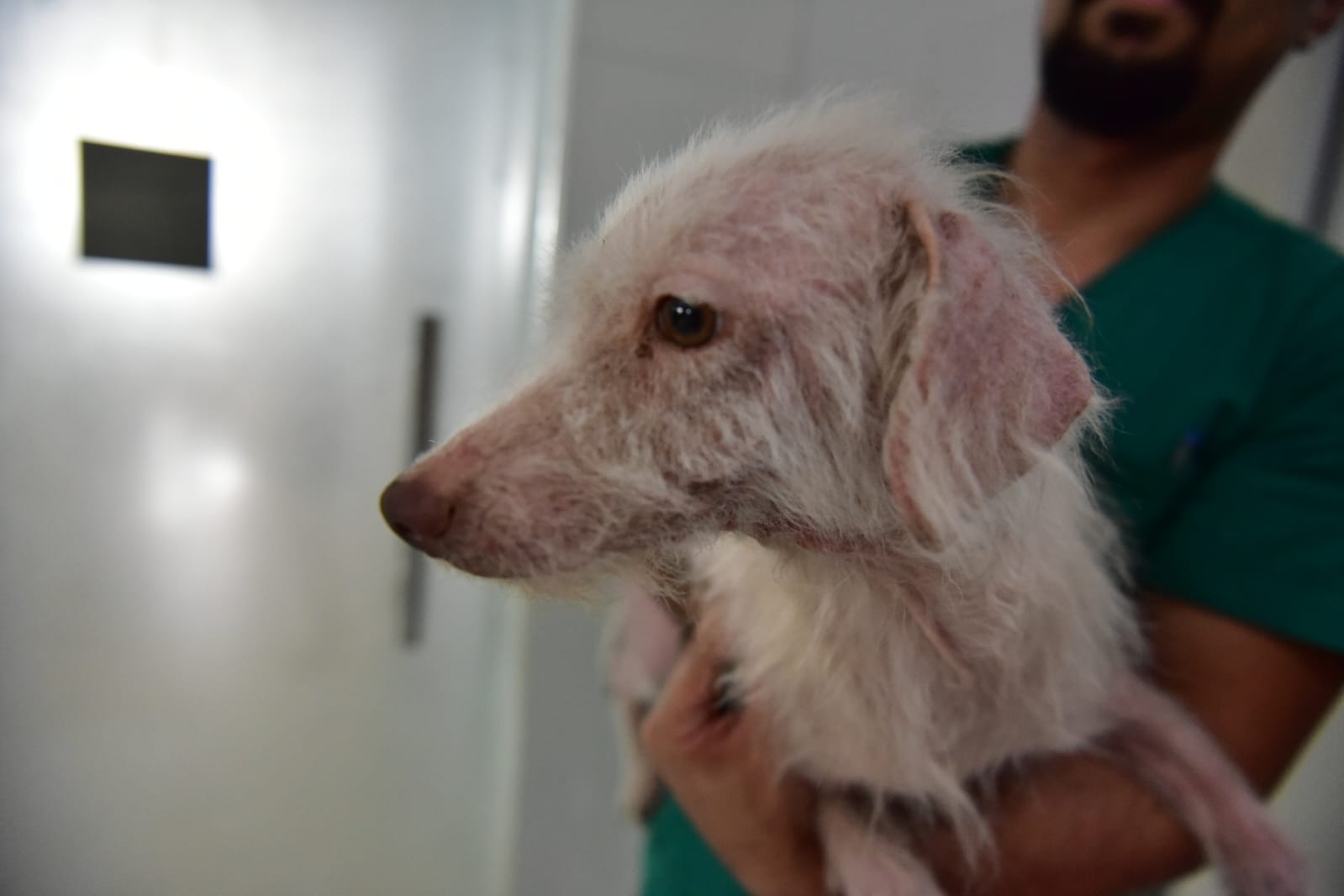 Denúncias contra animais triplicam no primeiro semestre no Amazonas