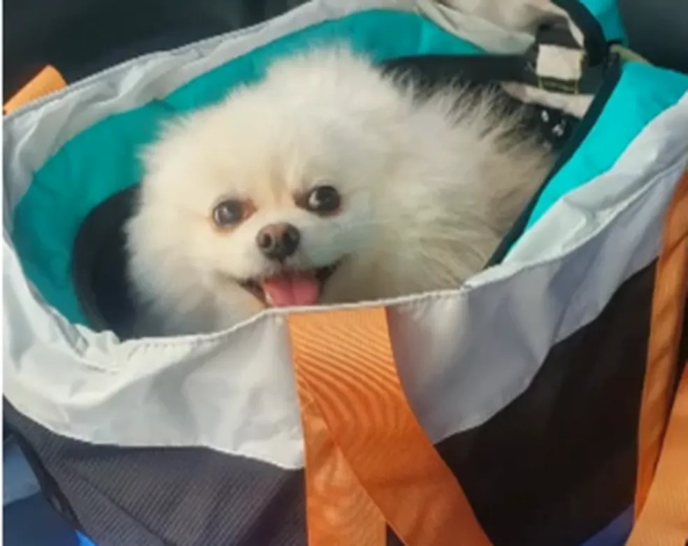 Nove cães morrem após ingerirem petiscos; produtos podem estar contaminados