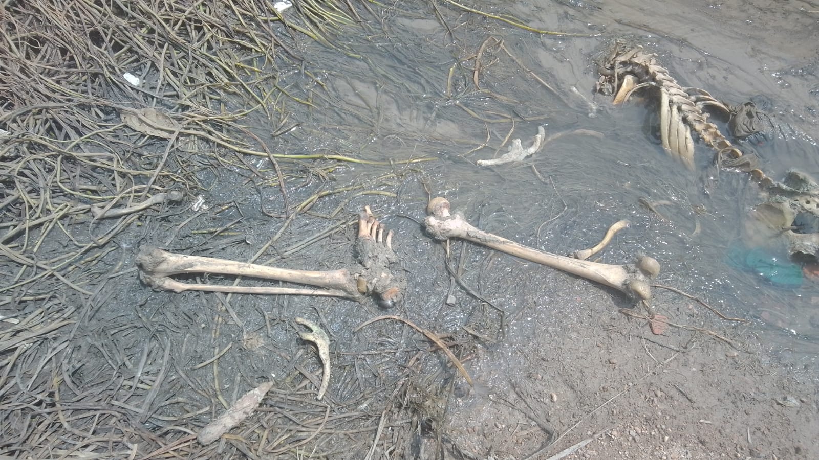 Ossada é encontrada na Orla do Bariri em Manaus