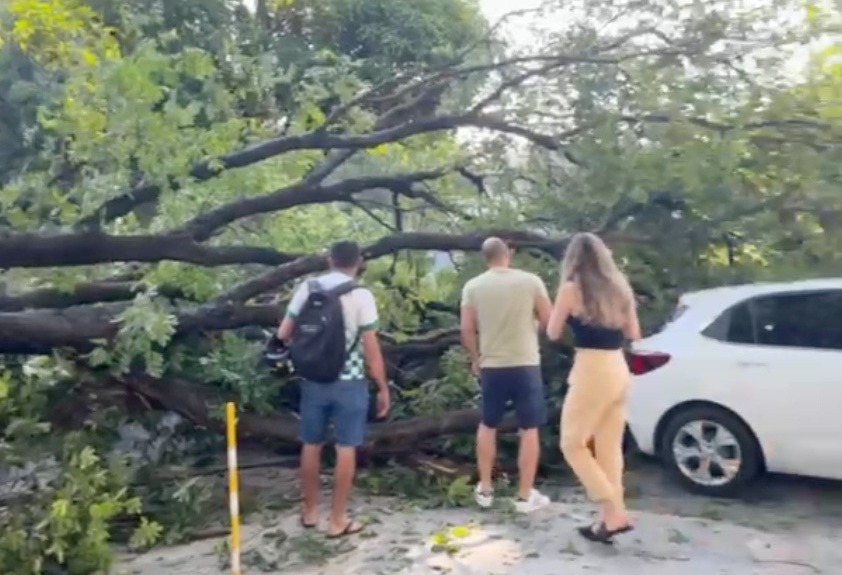 Árvore tomba e bloqueia avenida em Manaus