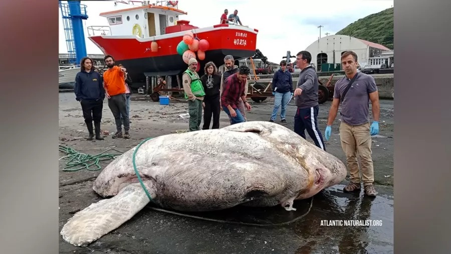 Peixe-lua gigante com quase 3 toneladas é encontrado em arquipélago; veja