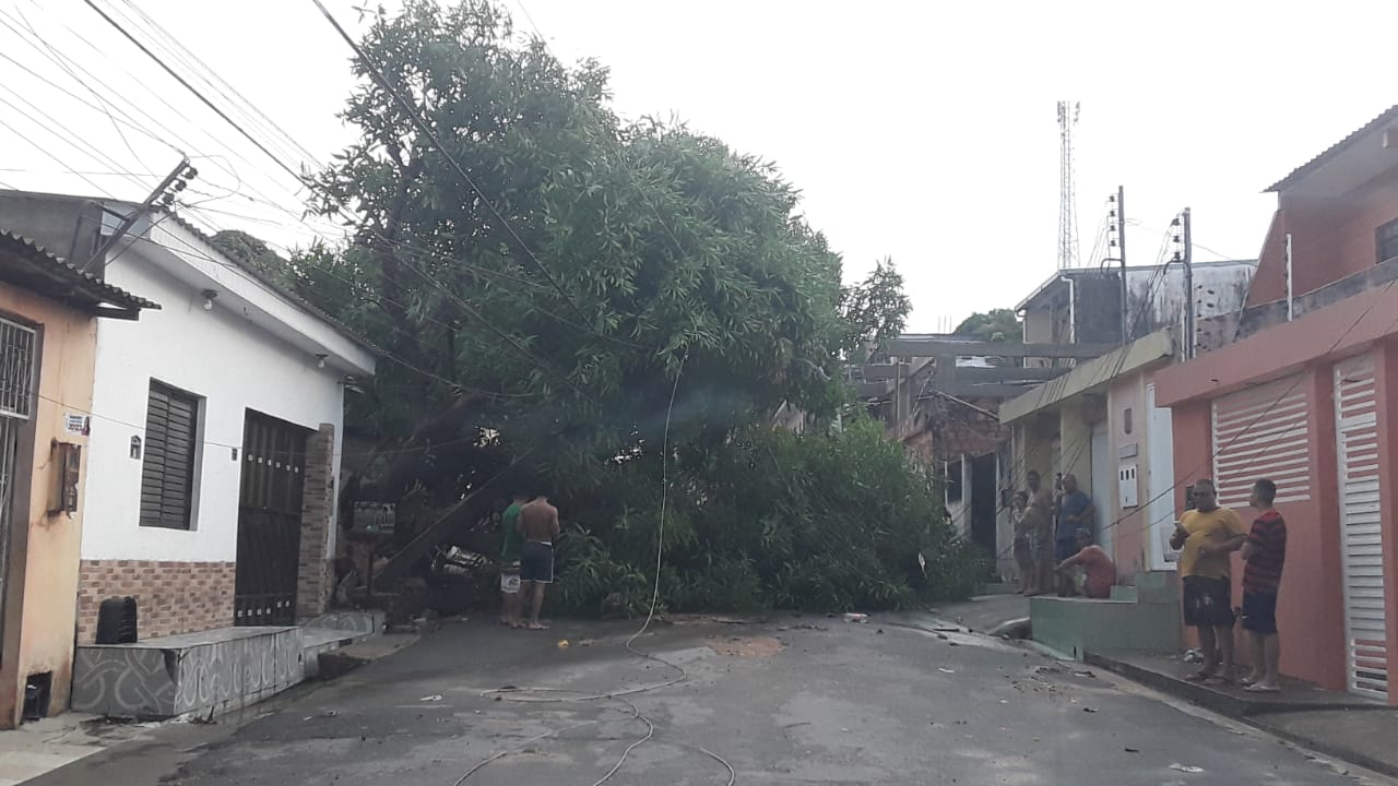 Moradores ficam sem energia após árvore cair sobre rede elétrica em Manaus