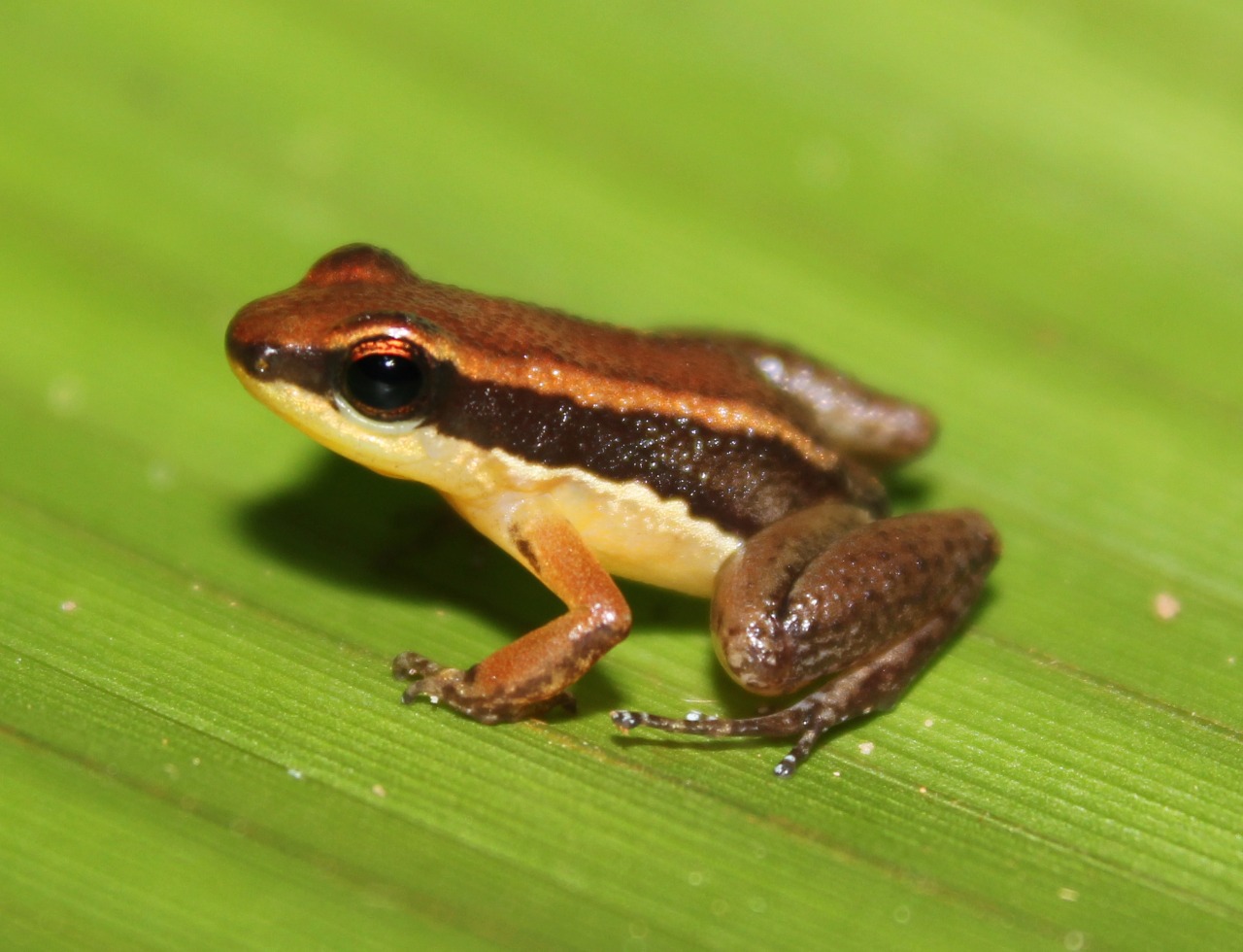 Duas novas espécies de sapos são descobertos no Amazonas 