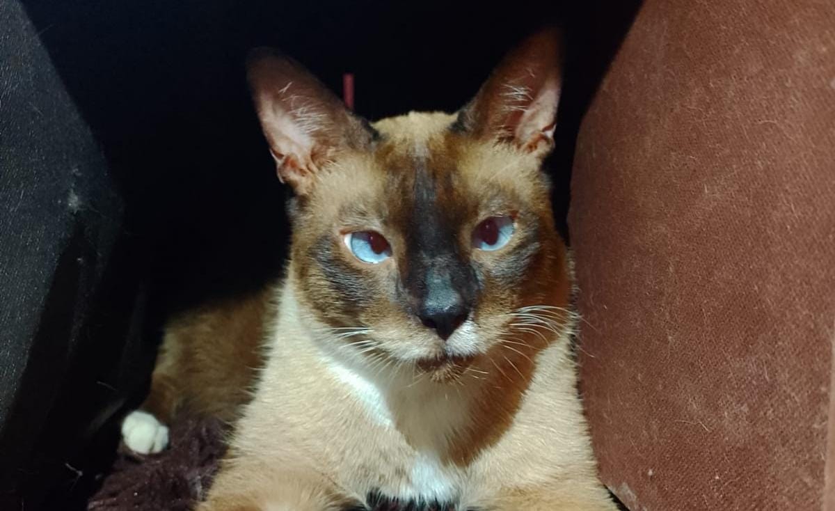 Fogos podem perturbar os pets, veja dicas que podem ajudar a acalmá-los