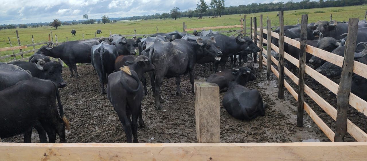 Adaf inicia campanha de vacinação contra Febre Aftosa no Amazonas