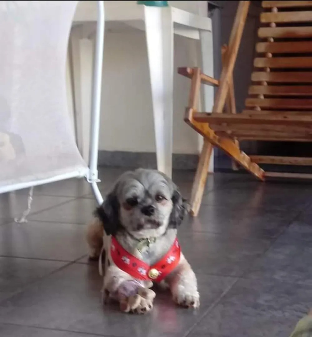 Mulher leva cão para banho em pet shop e recebe as cinzas do animal