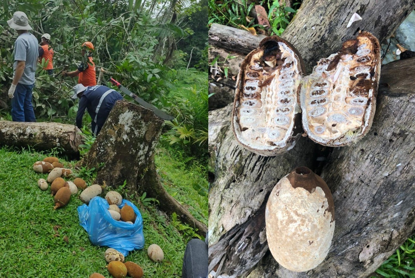 Técnicos do Idam atuam no combate a fungo que mata plantações de cupuaçu e cacau no Amazonas