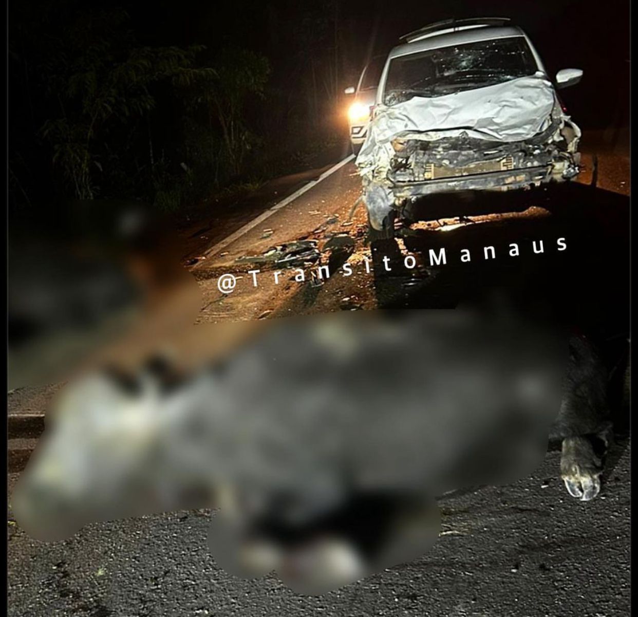 Carro fica destruído ao colidir com búfalos na BR-319, no Amazonas