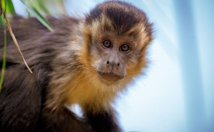 Justiça proíbe ‘Macaco Júlio’ de ficar sob guarda de quem o resgatou