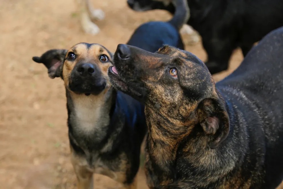 Prefeitura decreta abate de animais abandonados, mas recua após repercussão