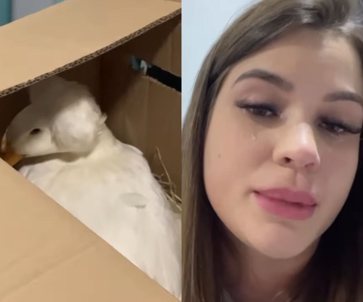 Influenciadora que tem pato desaparecido adota nova ave