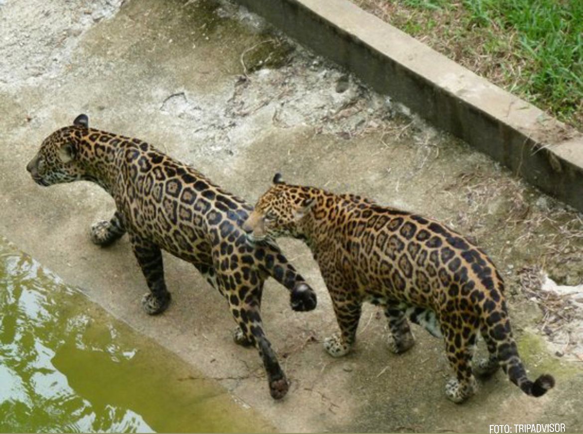 Let’s go turistar em Manaus, no Zoológico do Cigs?