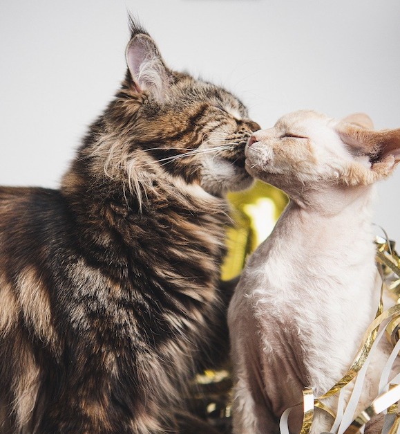 Amar faz bem para a saúde do coração
