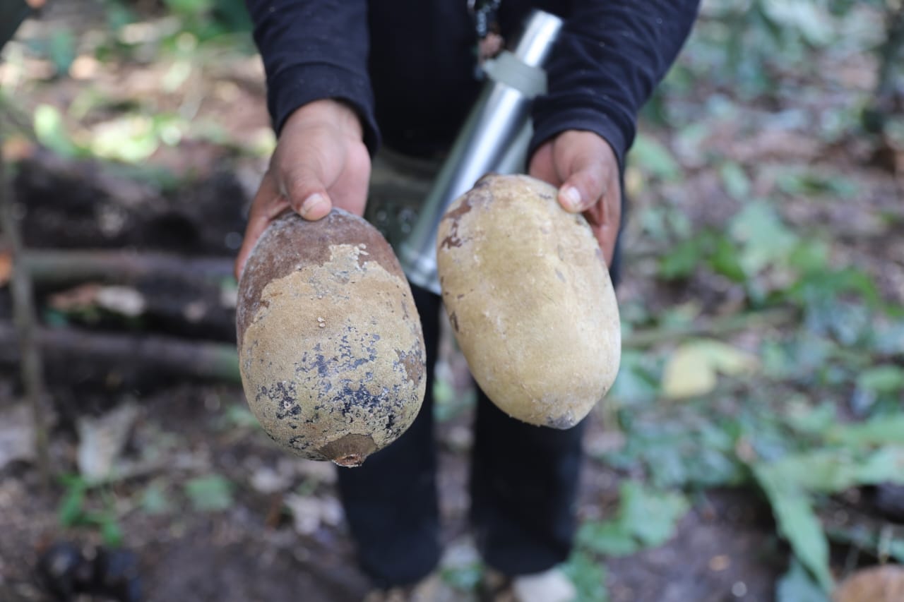 Monilíase: Praga que mata cacau e cupuaçu no Amazonas pode chegar no Pará