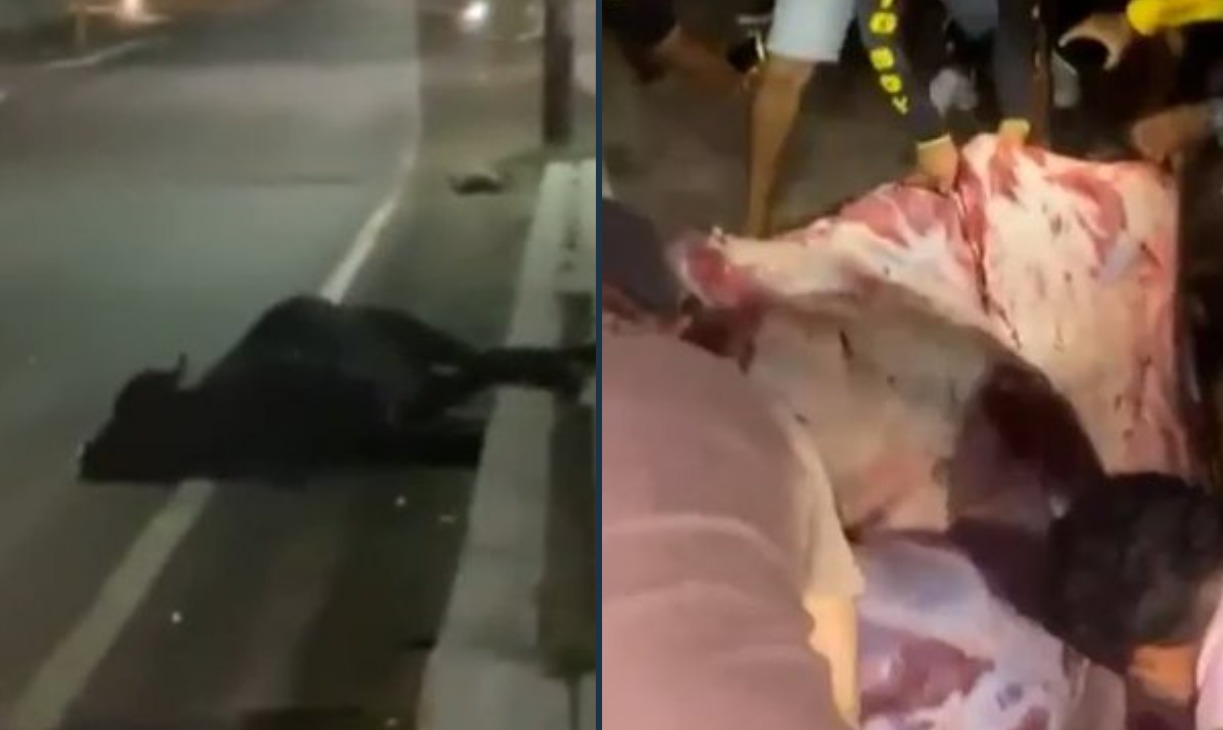 Boi morre atropelado e tem carne retalhada por moradores em rodovia