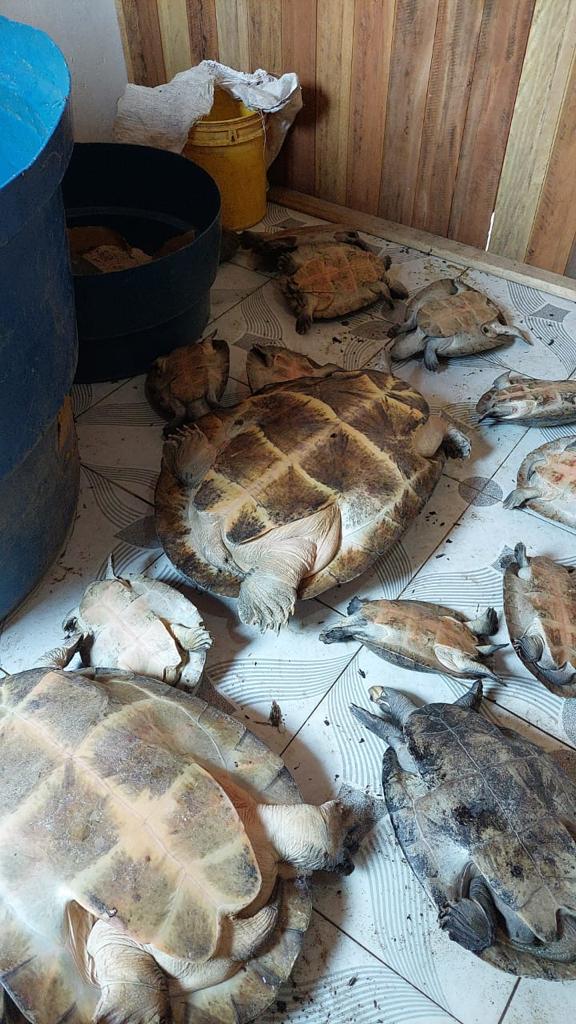 Dupla é indiciada por venda ilegal de quelônios no Amazonas