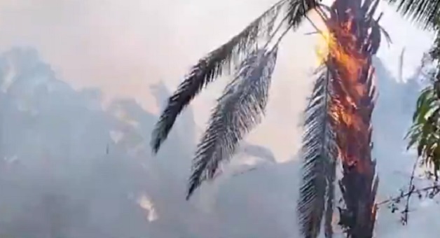 Tartarugas morrem queimadas em incêndio no Amazonas