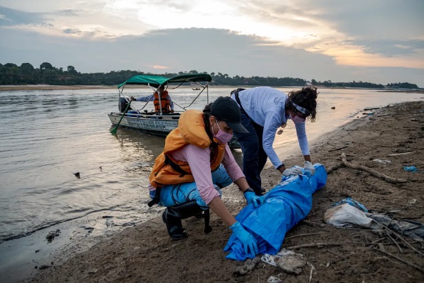 Mais de cem botos morrem em lago superaquecido no Amazonas