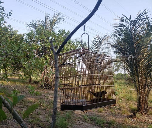Pássaros silvestres mantidos em cativeiro são resgatados em Manaus