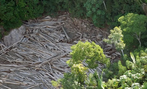 COP 28: governador anuncia programa para combater desmatamento no Amazonas