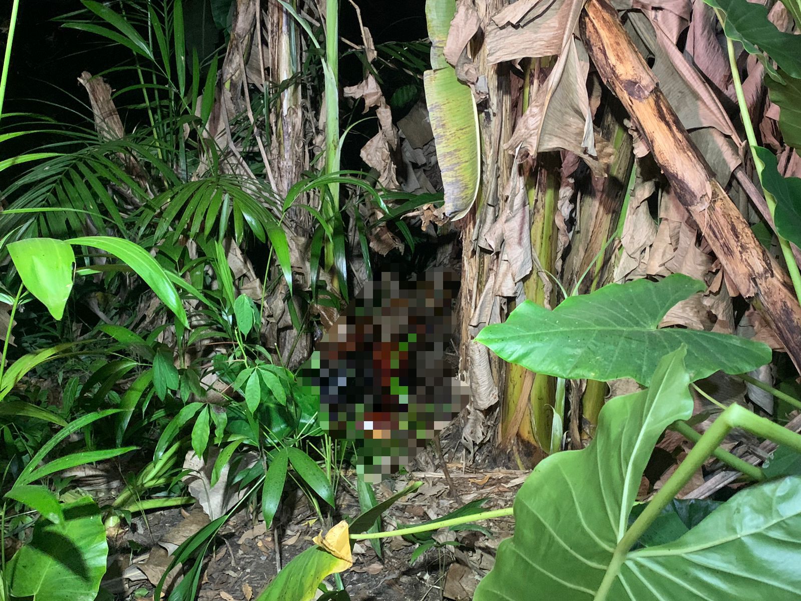 Corpo é encontrado apodrecendo em área de mata em Manaus