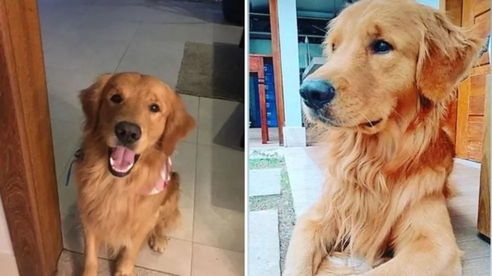 Cachorro de influenciadora digital é morto a tiros por policial militar