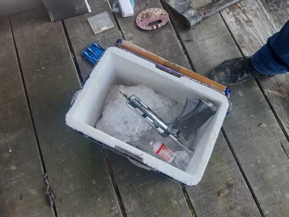 Notificação da vacinação contra a febre aftosa é prorrogada no Amazonas