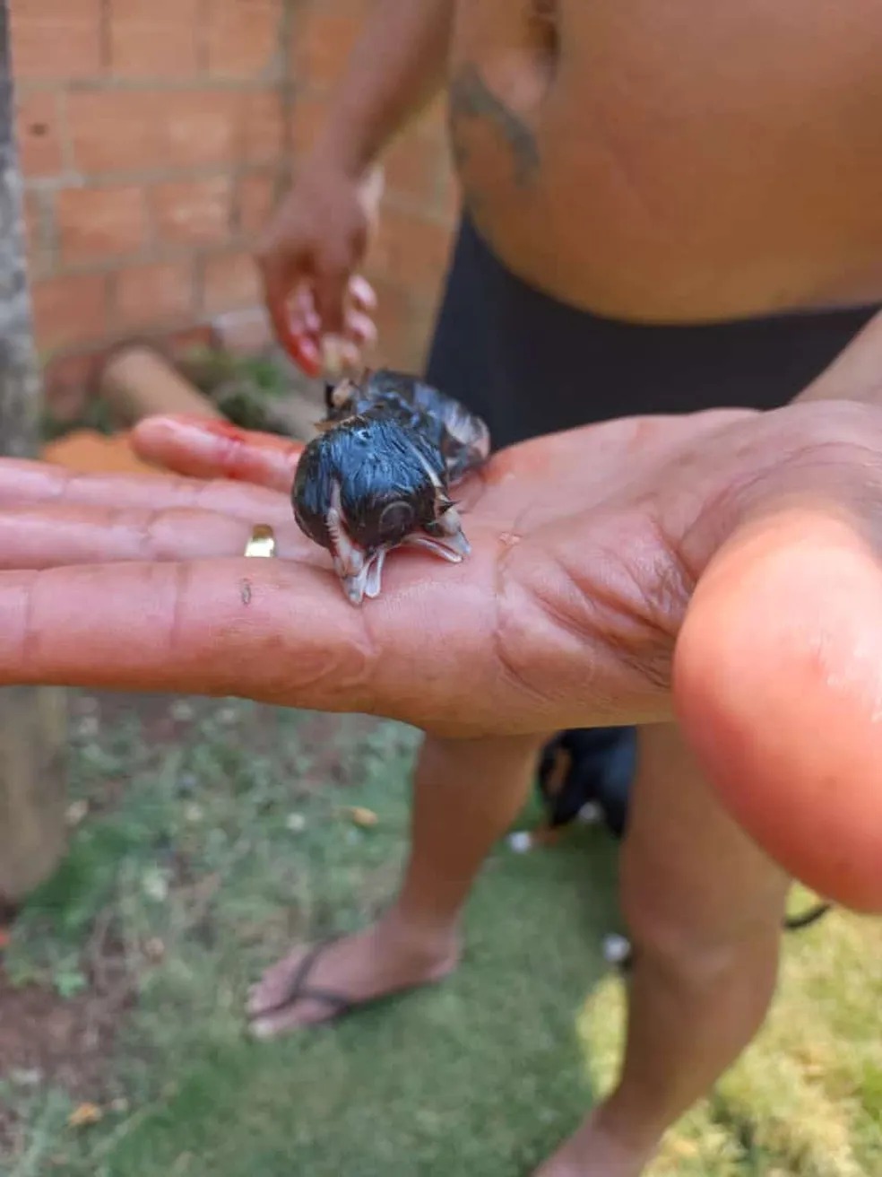 Policefalia: Pinto nasce com duas cabeças e três olhos 