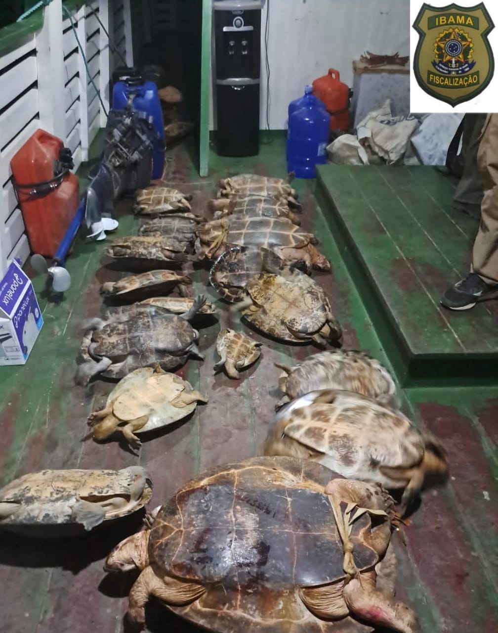 Ibama fiscaliza captura de quelônios no Amazonas