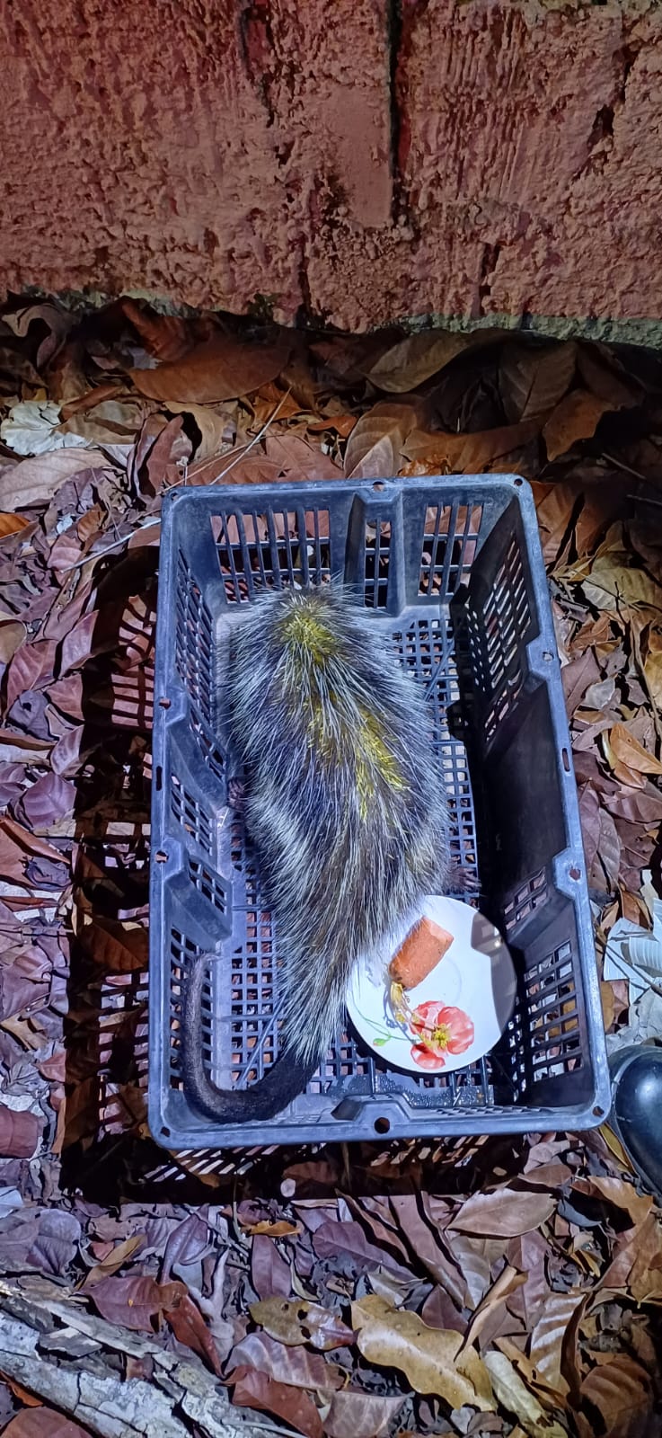 Polícia resgata porco-espinho encontrado dentro de casa em Manaus 