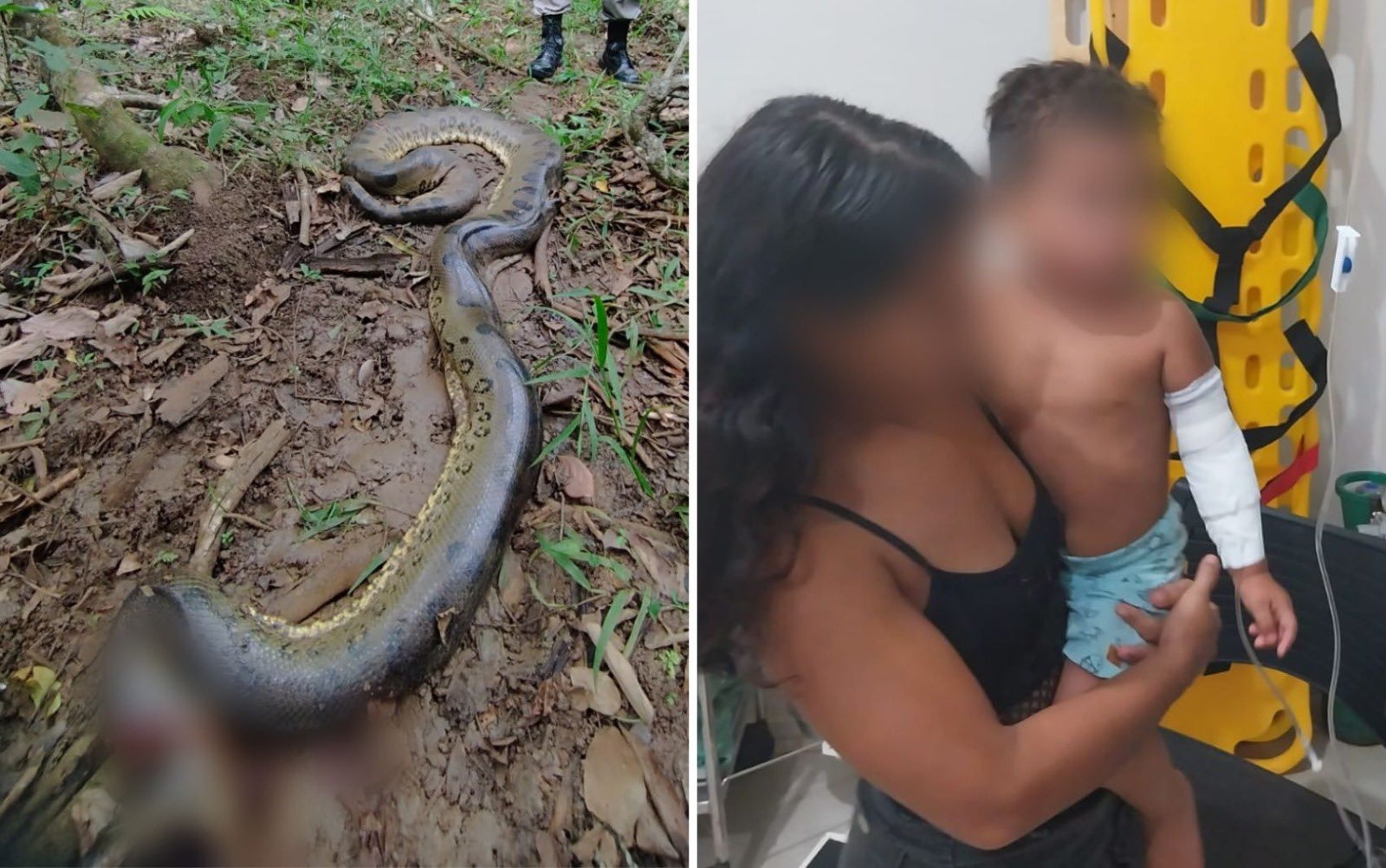 Menino de 2 anos é atacado por sucuri de 6 metros