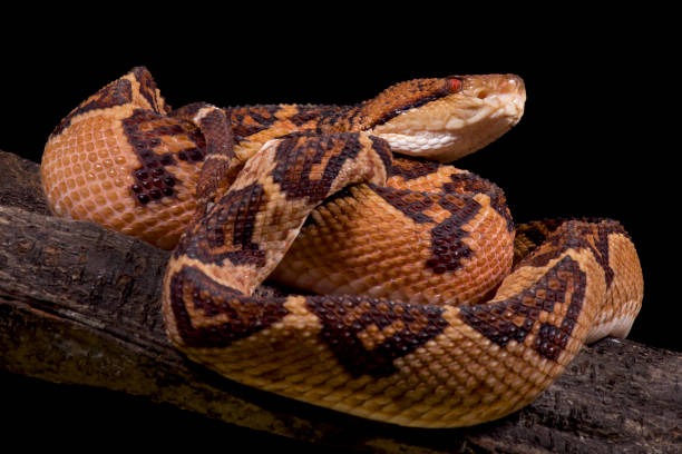 Com duas mortes no ano, Amazonas registra queda de 14% em picadas de cobras