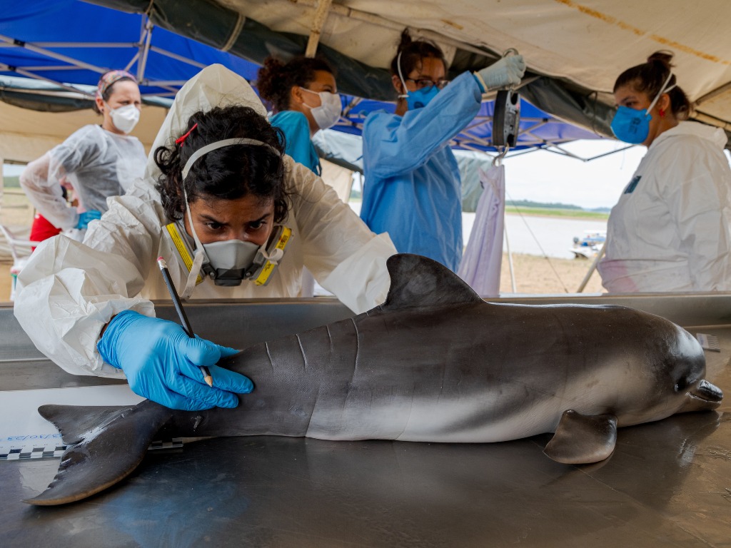 SeaWorld Conservancy faz doação para salvar os botos da Amazônia