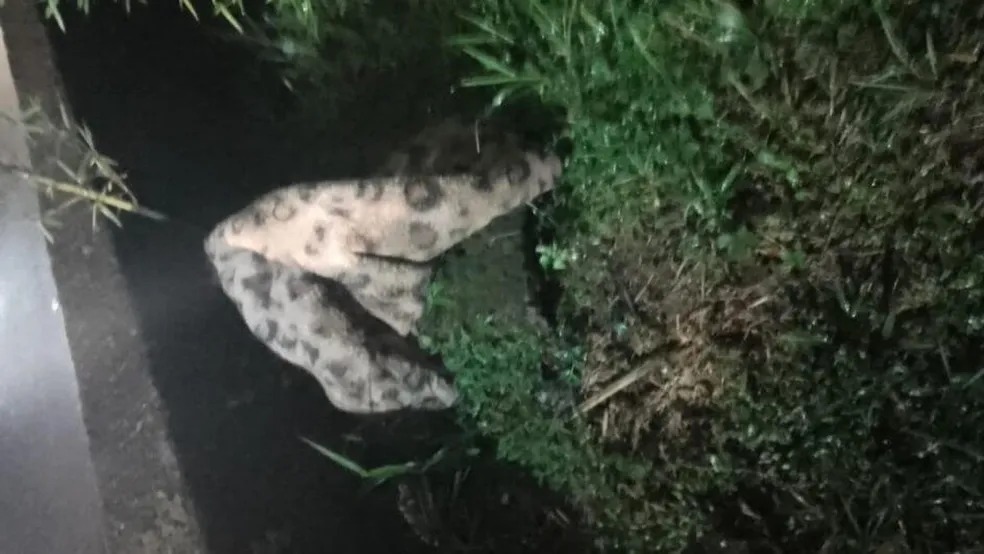 Bombeiros são acionados para resgatar onça mas encontram cobertor estampado