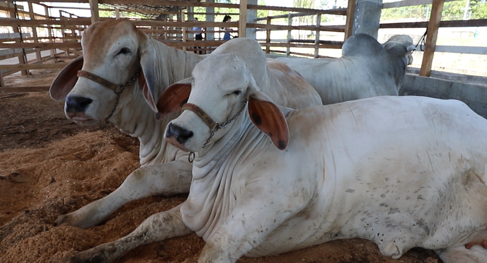 Pecuaristas do Amazonas têm até sexta-feira para declarar rebanho