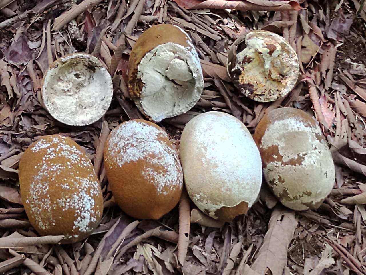 Amazonas realiza ações de combate contra praga que mata cacau e cupuaçu