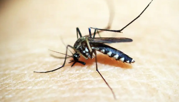 São Paulo confirma segunda morte por dengue